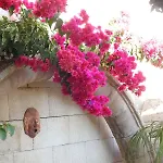 Nikos Ikies בית הארחה Theológos