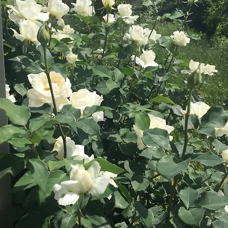 Nikos Ikies Guest house Theologos (Rhodes)